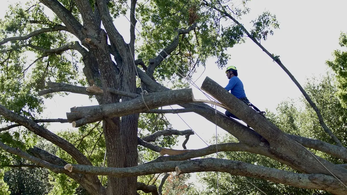 Professional Hazardous Tree Removal performed by certified arborists in Cherry