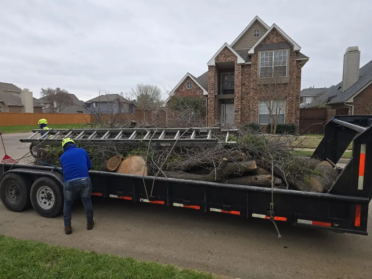 Expert Tree Removal with proper safety equipment in Cherry